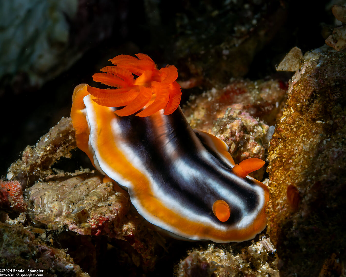 Chromodoris magnifica (Magnificent Chromodoris)
