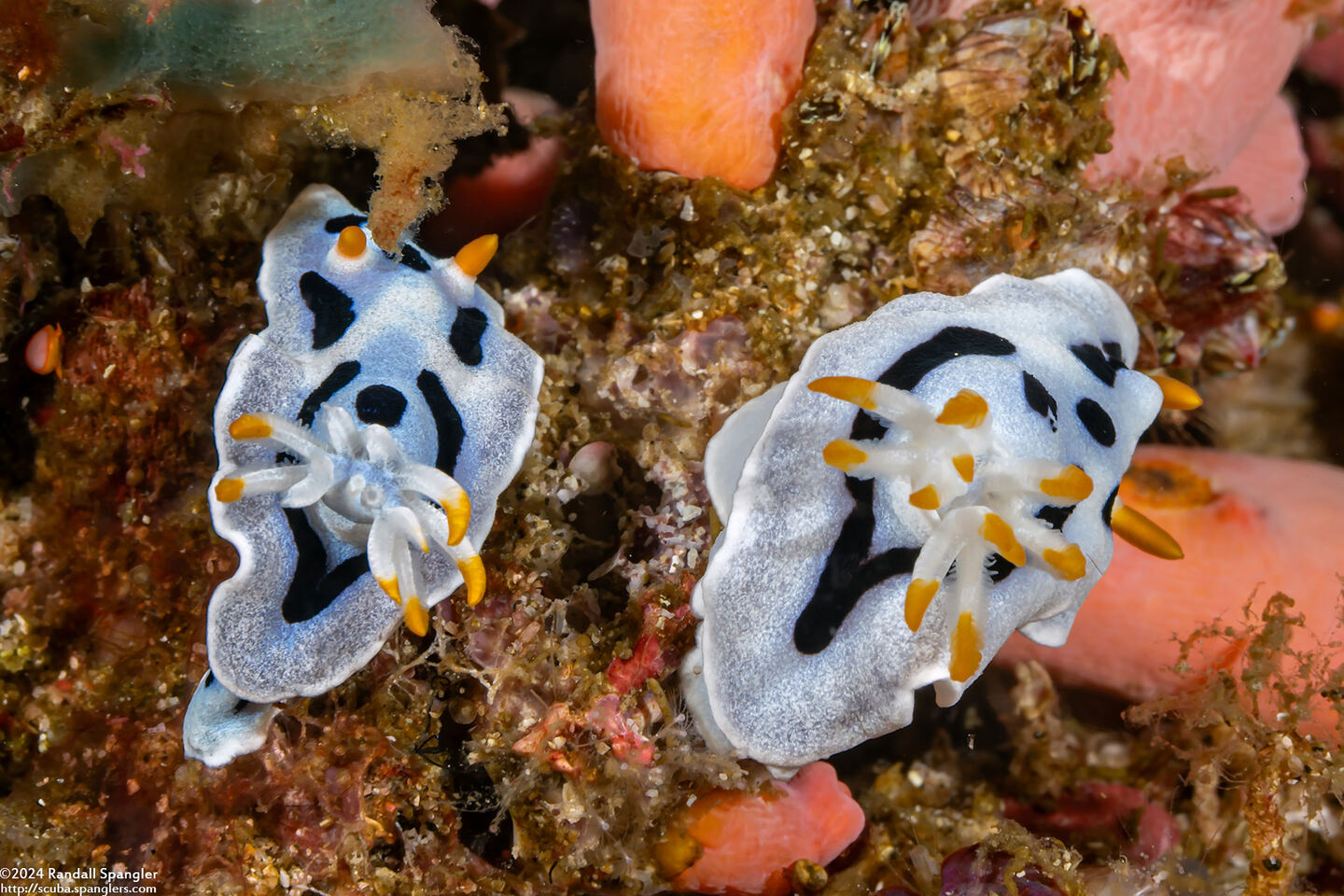 Chromodoris alcalai (Alcala’s Chromodoris)