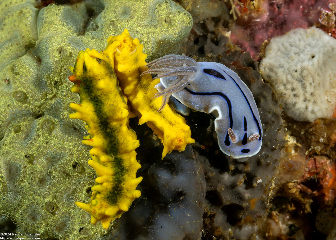 Colochirus robustus (Yellow Sea Cucumber)