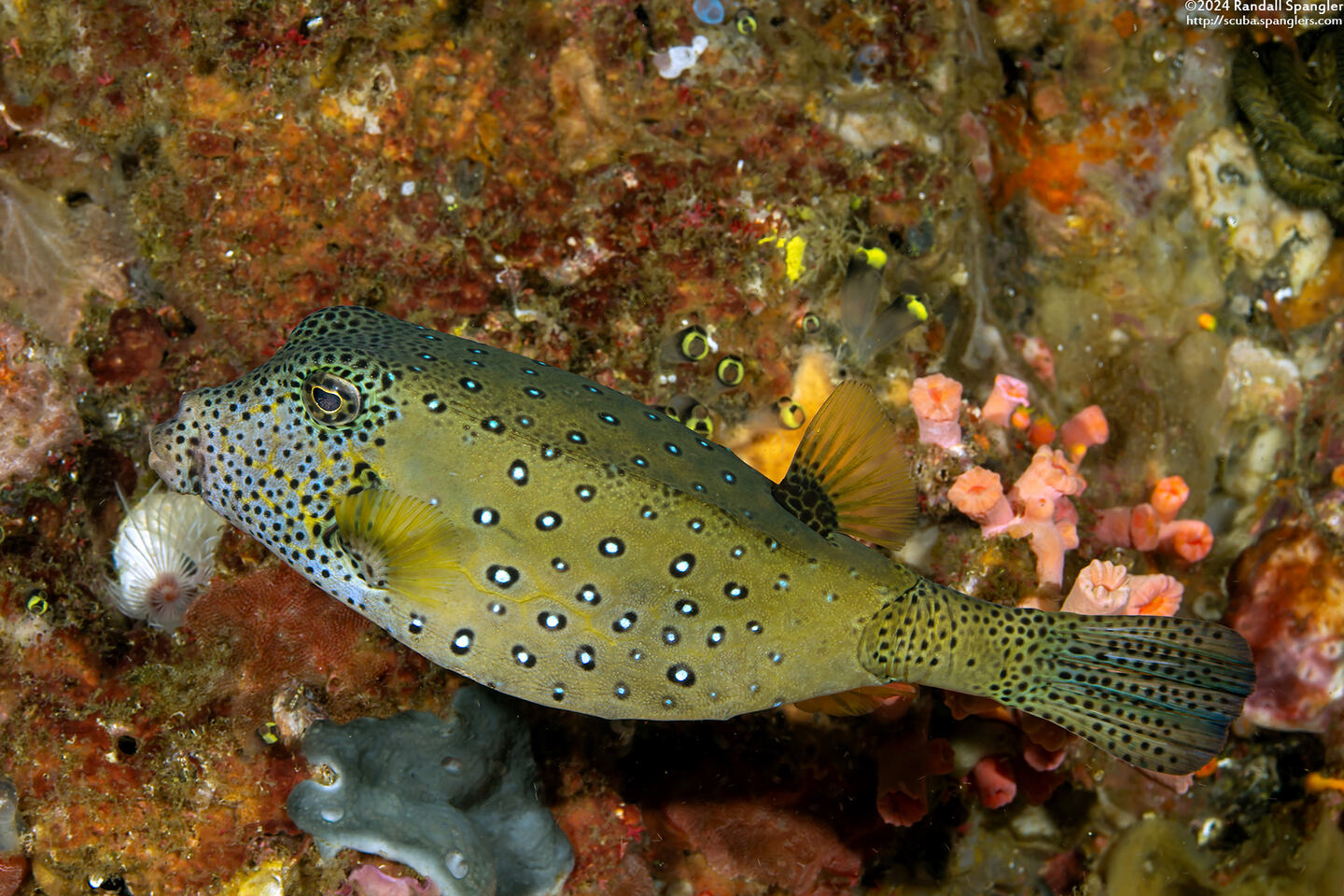 Ostracion cubicum (Yellow Boxfish)