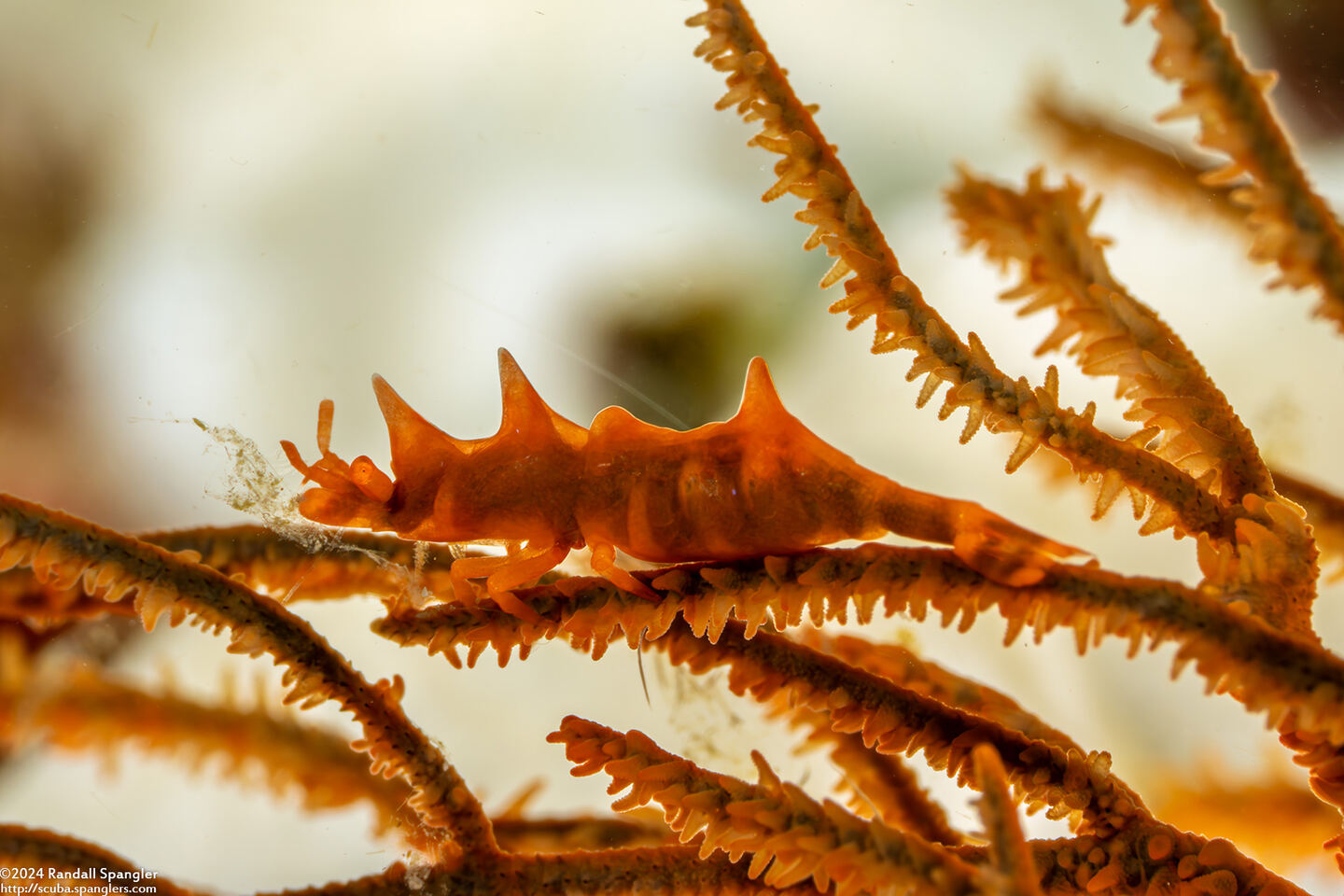 Miropandalus hardingi (Dragon Shrimp)