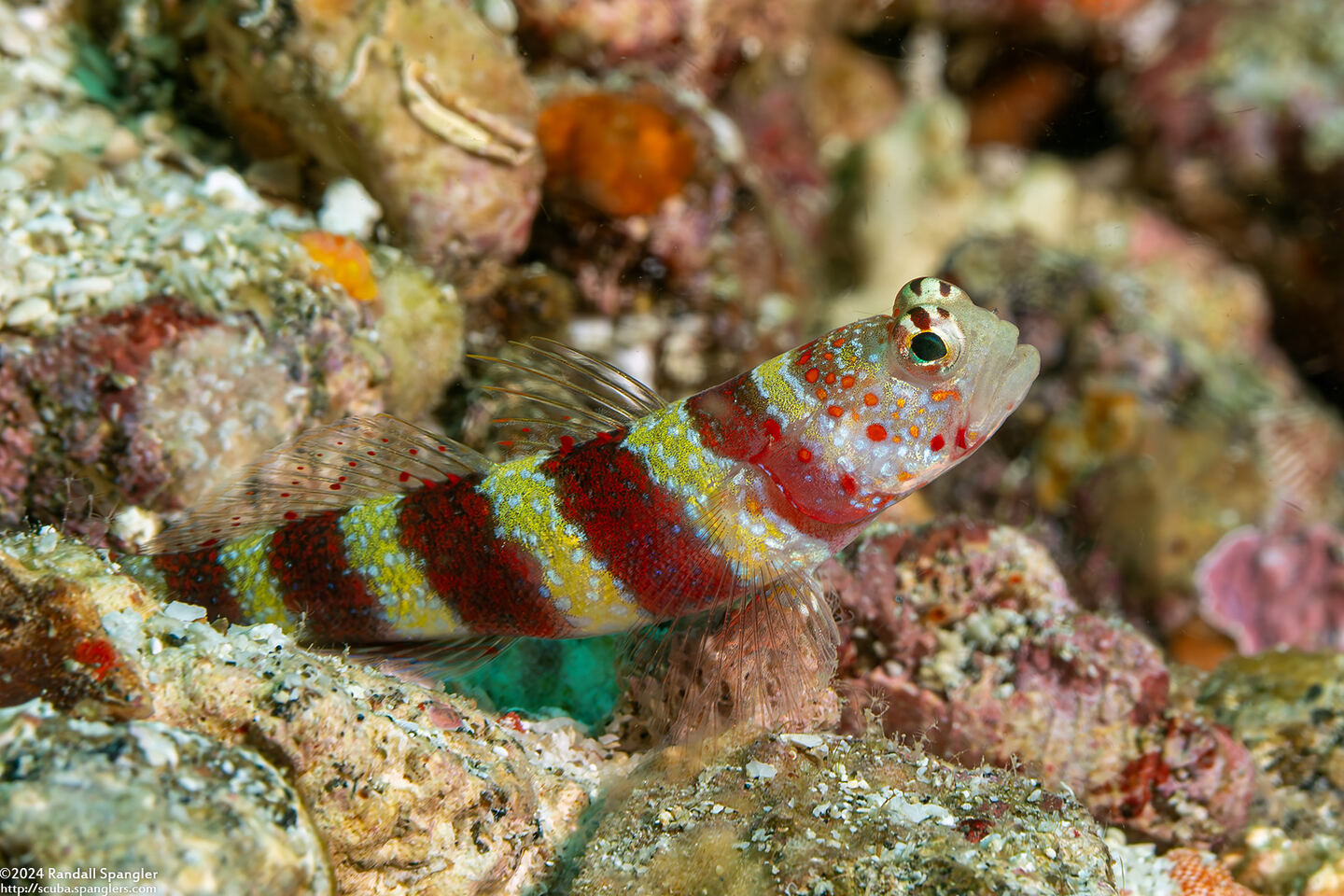 Amblyeleotris wheeleri (Gorgeous Shrimpgoby)