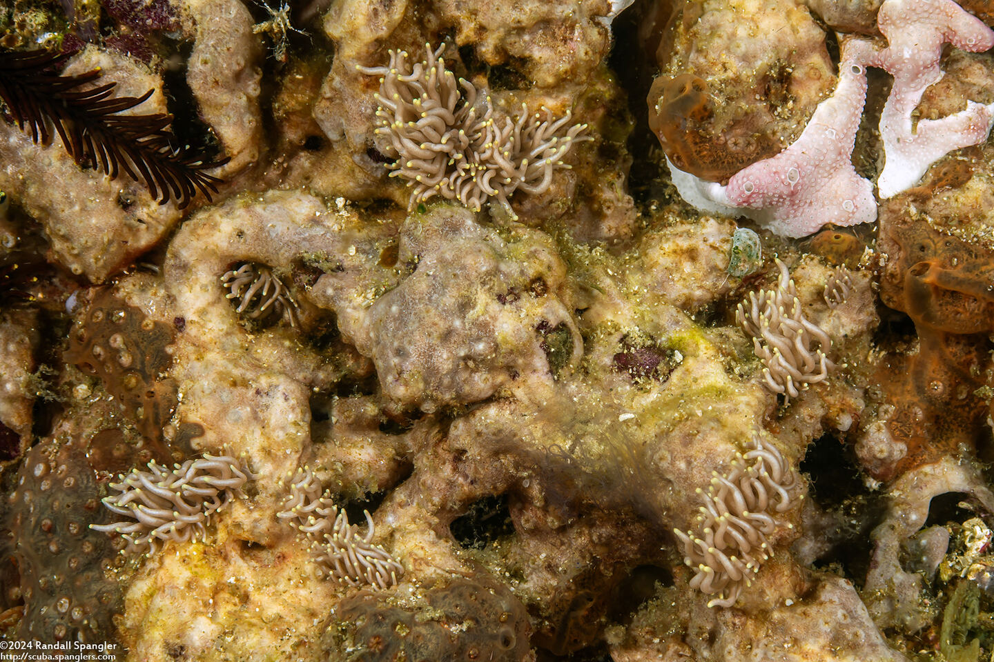 Phyllodesmium briareum (Yellow-Tipped Phyllodesmium)