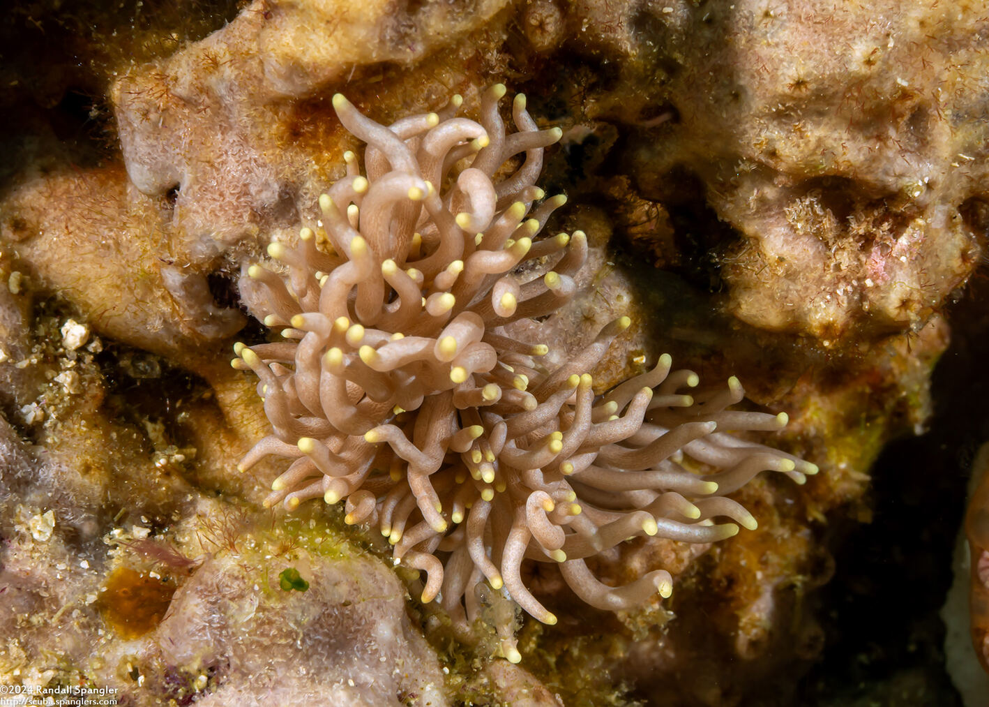 Phyllodesmium briareum (Yellow-Tipped Phyllodesmium)