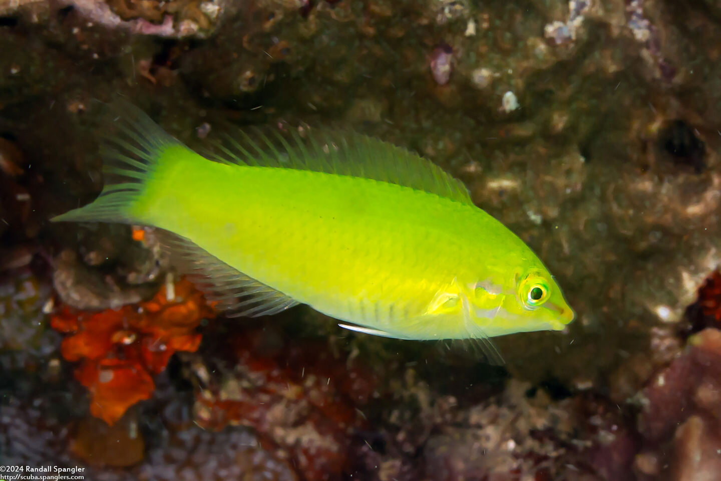 Halichoeres chloropterus (Pastel-Green Wrasse)