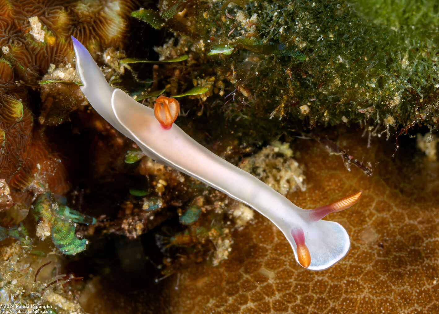 Hypselodoris bullockii (Bullock's Hypselodoris)