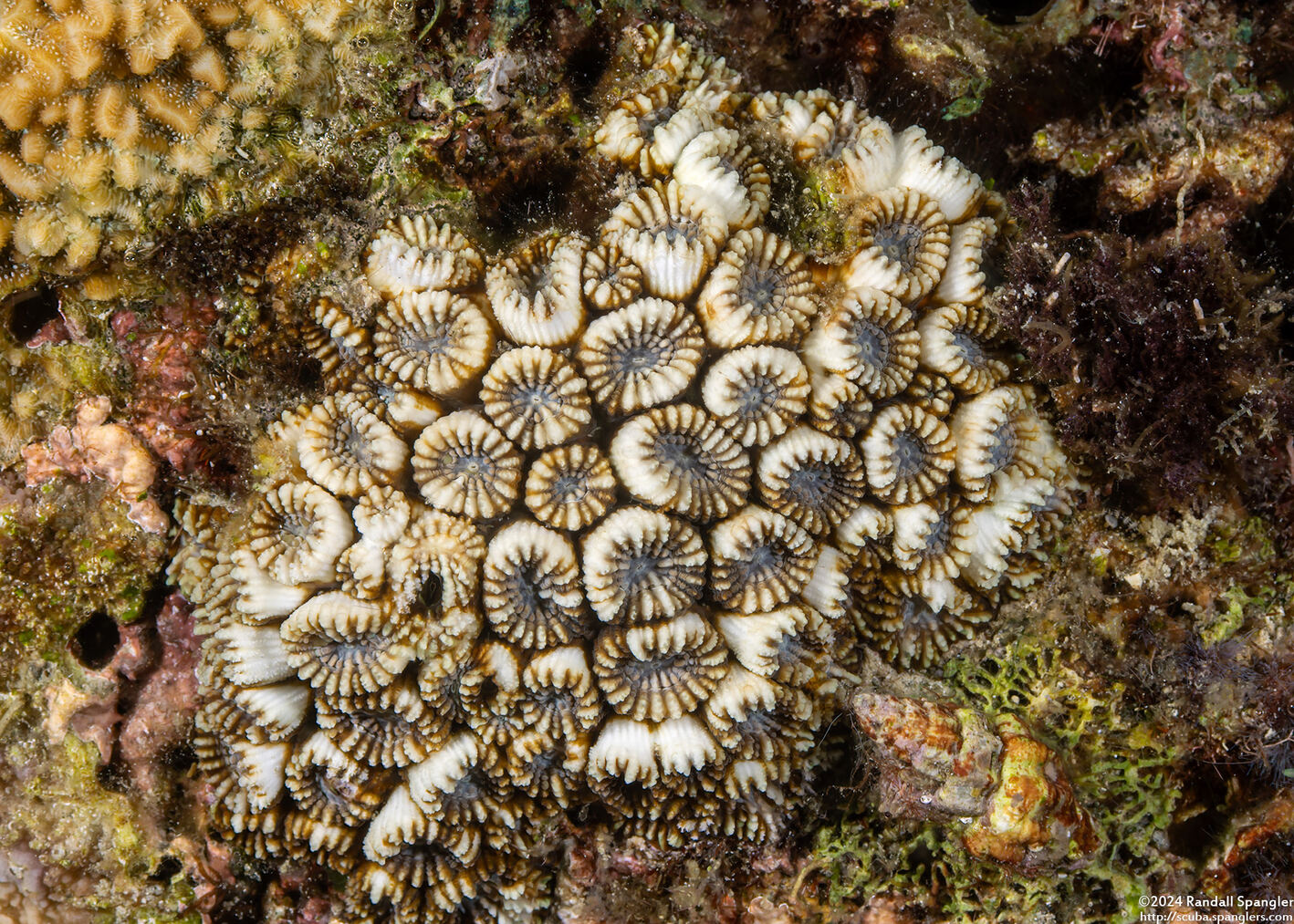 Astrea annuligera (Astrea Annuligera)