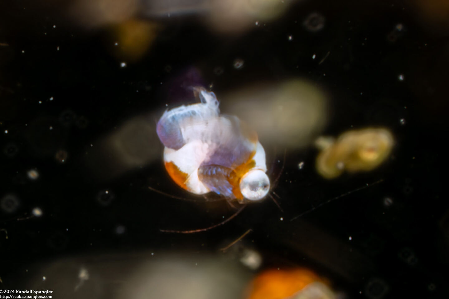 Idiomysis sp.1 (Hovering Opossum Shrimp)