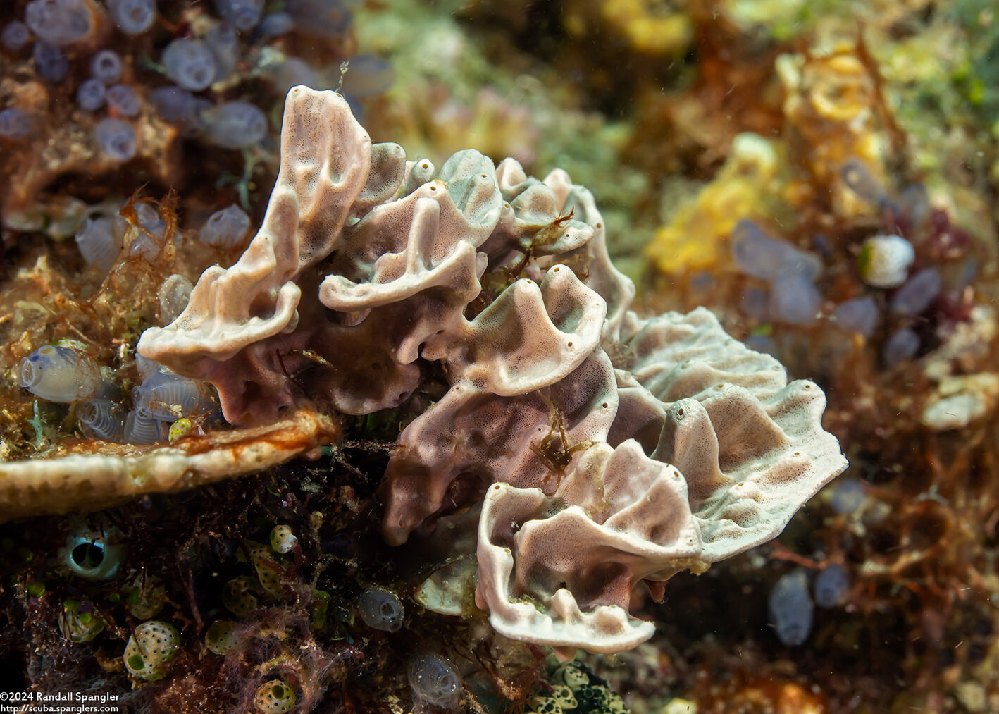 Polyfibrospongia contorta (Polyfibrospongia Contorta)