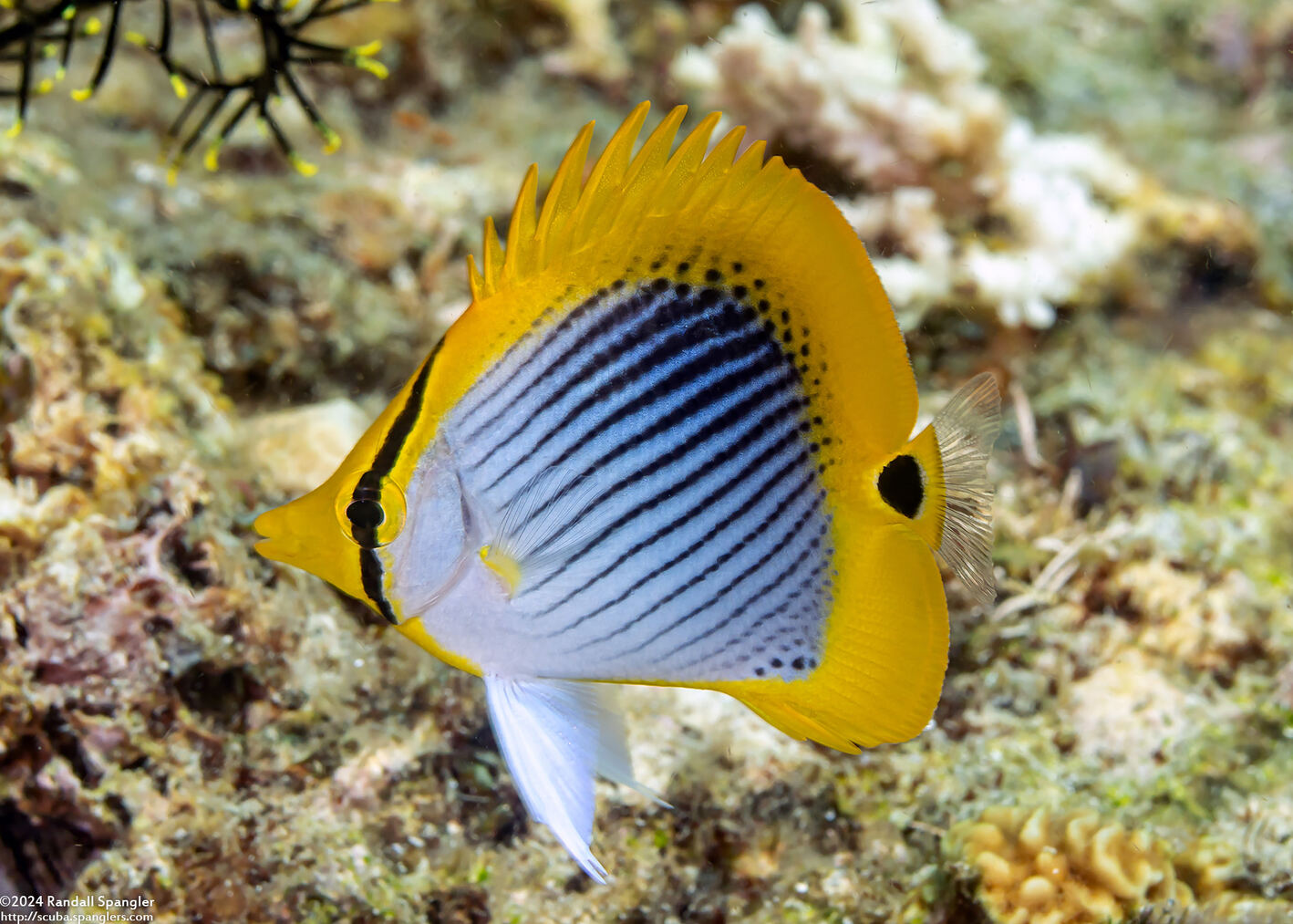 Chaetodon ocellicaudus (Spot-Tail Butterflyfish)