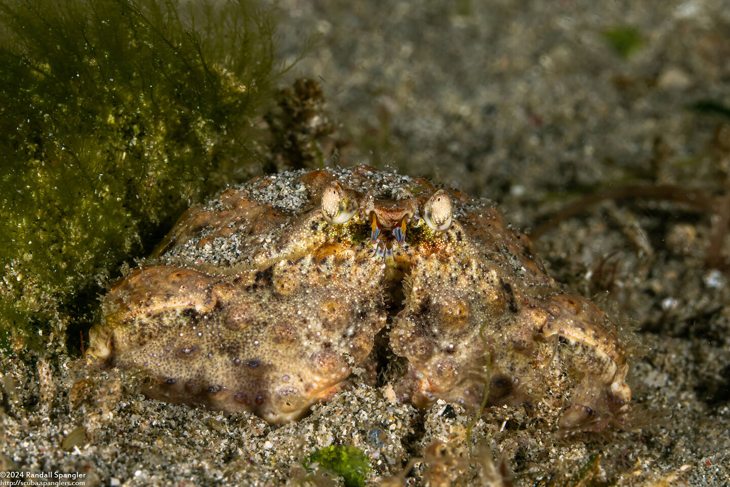 Calappa liaoi (Ocellated Box Crab)