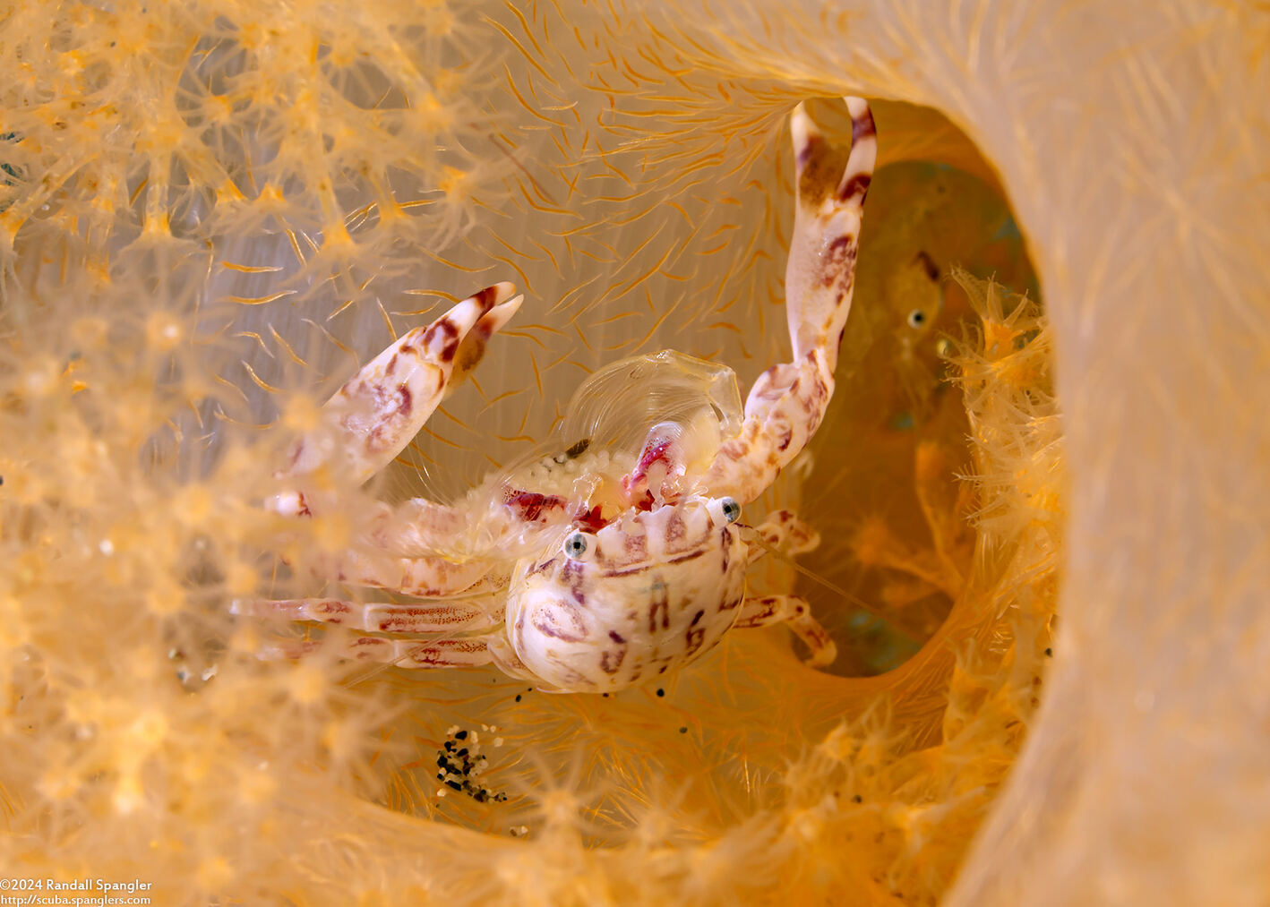 Lissoporcellana nakasonei (Soft Coral Porcelain Crab)