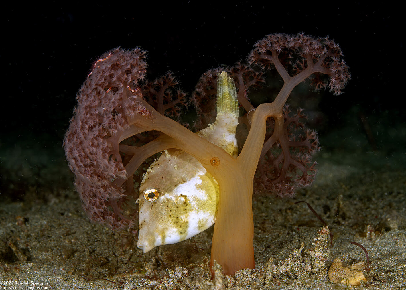 Paramonacanthus choirocephalus (Whiteblotch Filefish)