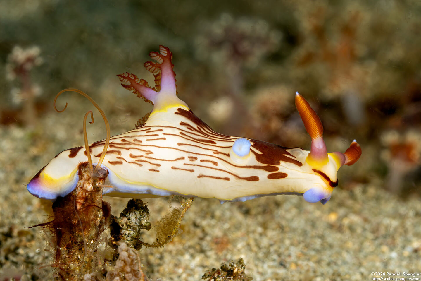 Nembrotha lineolata (Lined Nembrotha)