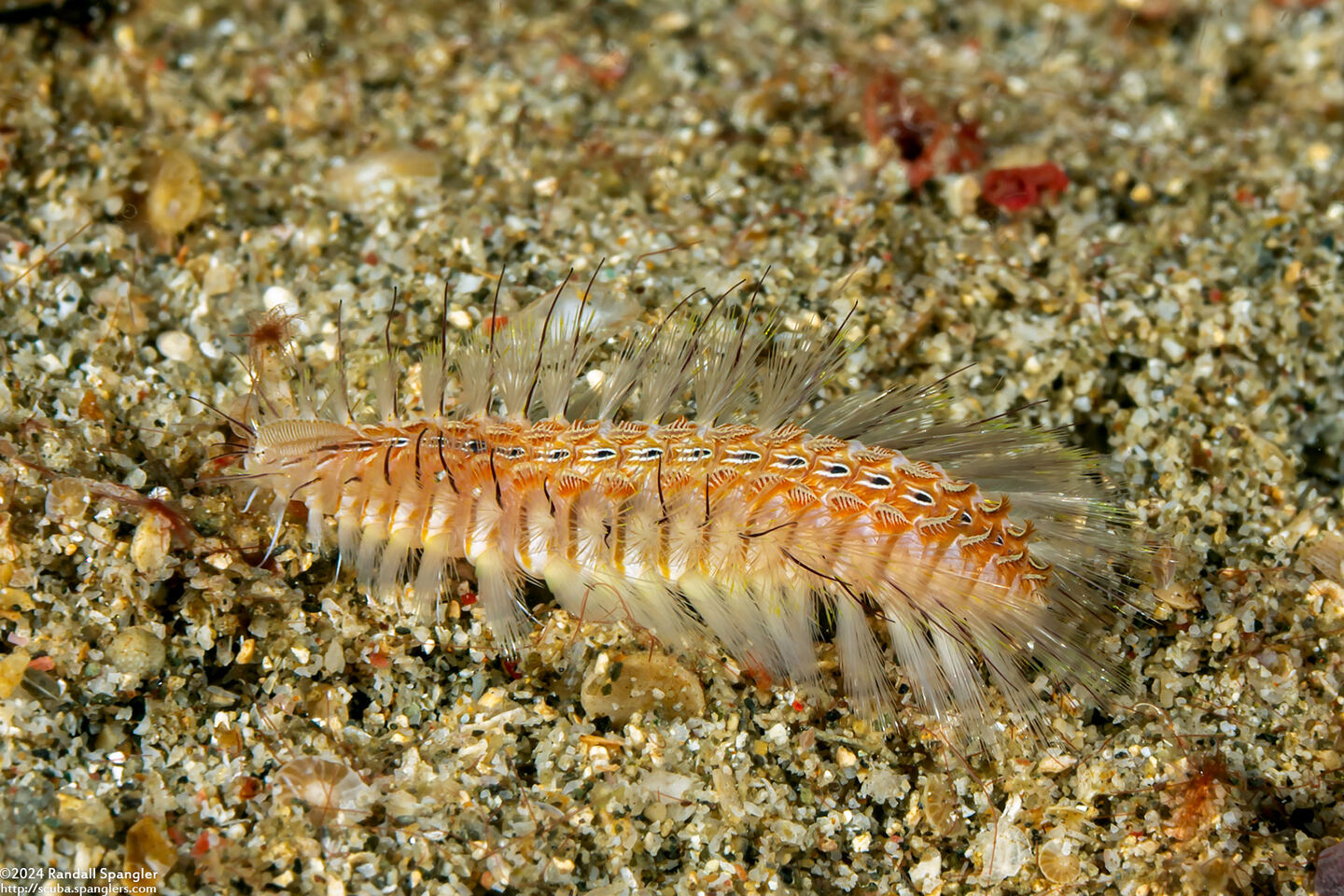 Chloeia amphora (Amphora Fireworm)