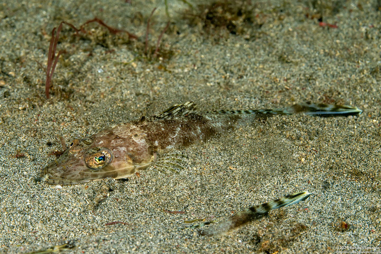 Thysanophyrs celebica (Celebes Flathead)