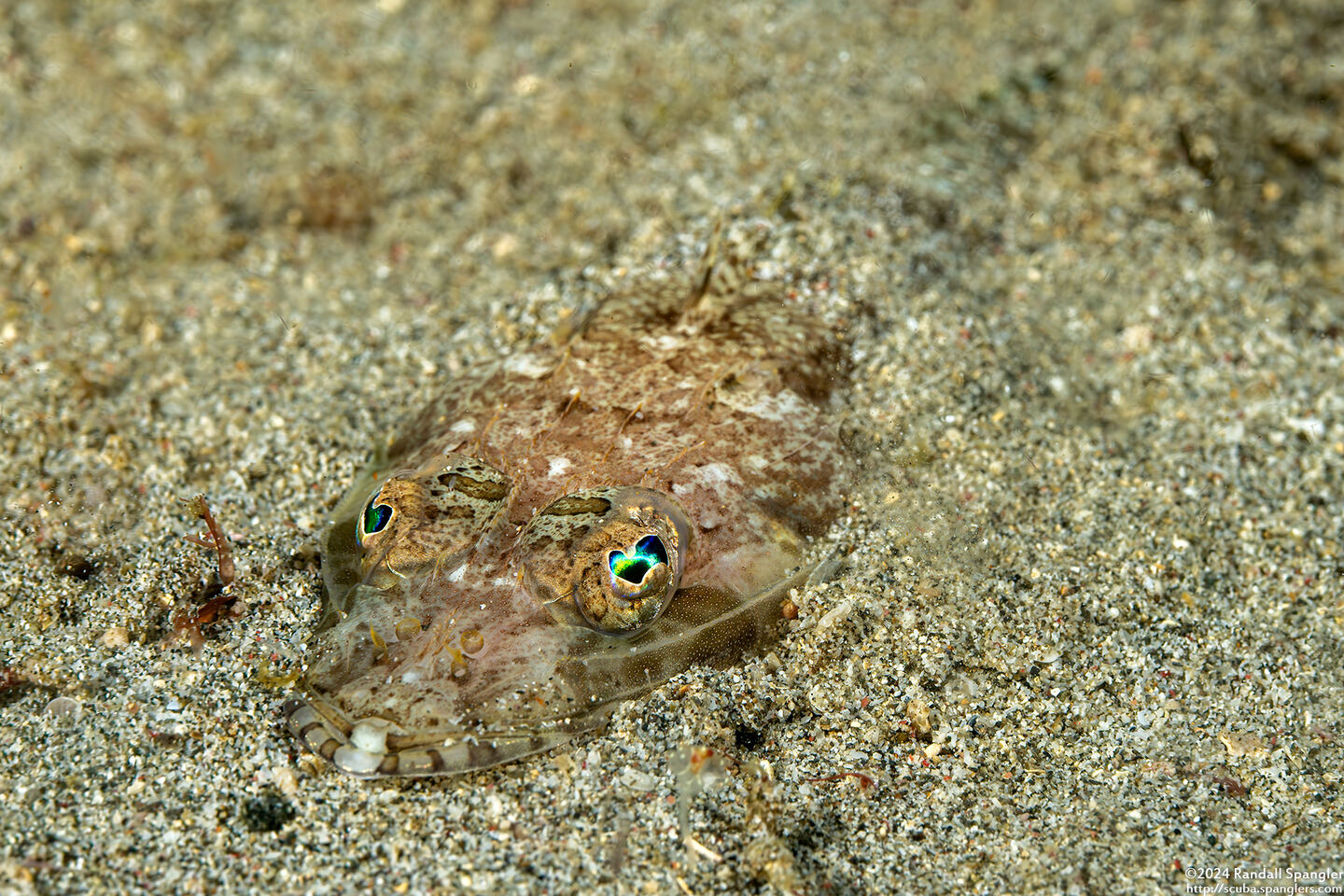 Thysanophyrs celebica (Celebes Flathead)