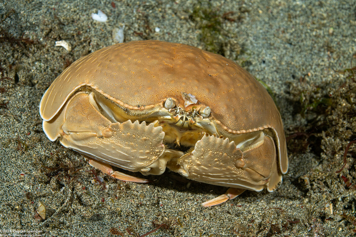 Calappa calappa (Giant Box Crab)