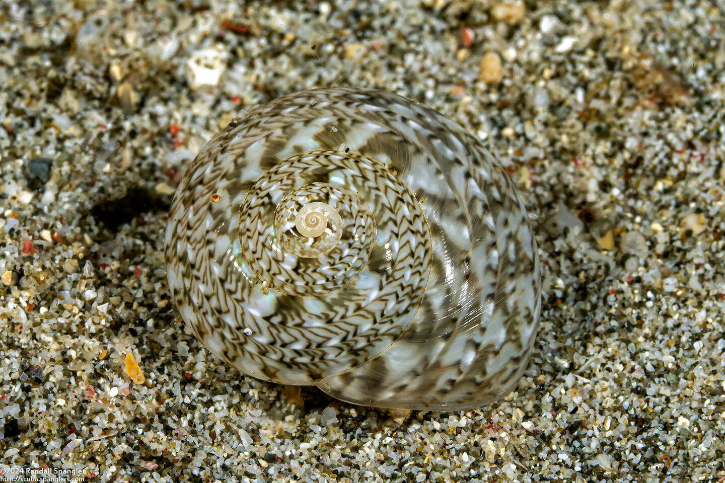 Ethalia guamensis (Guam Button Top Shell)