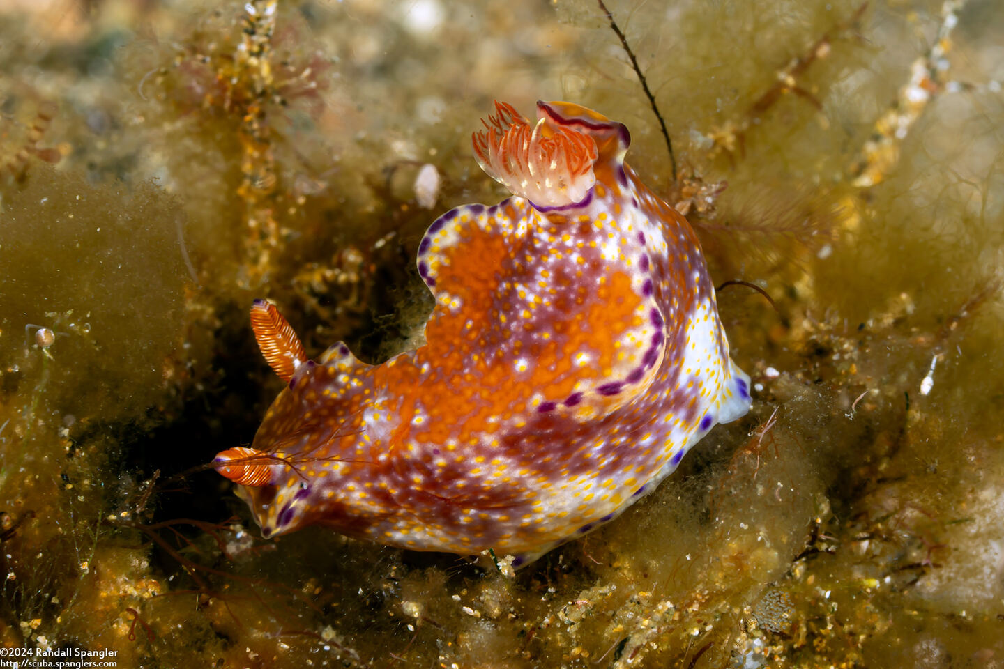 Ceratosoma tenue (Many-Lobed Ceratosoma)