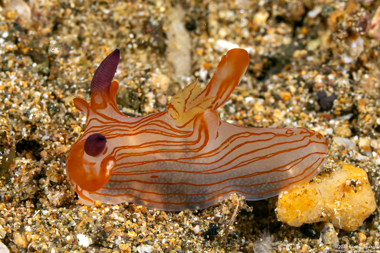 Thecacera sp.2 (Orange-Lined Thecacera)