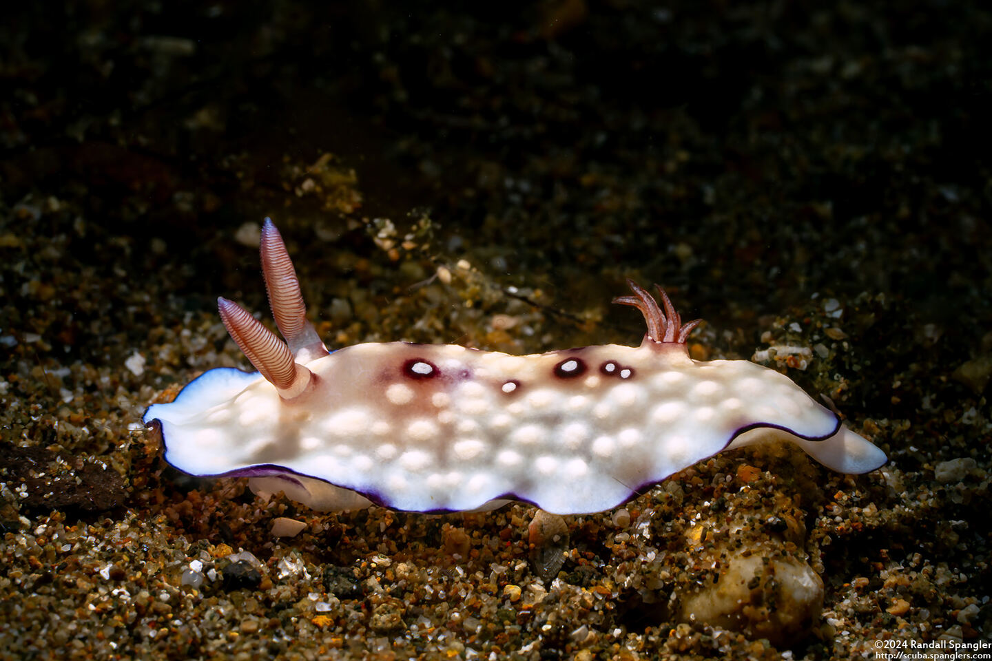Goniobranchus hintuanensis (Goniobranchus Hintuanensis)