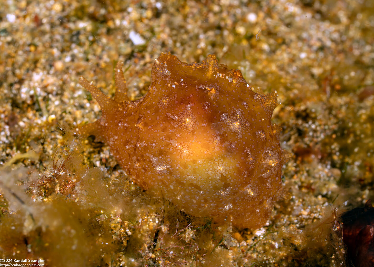 Notarchus indicus (Indian Sea Hare)