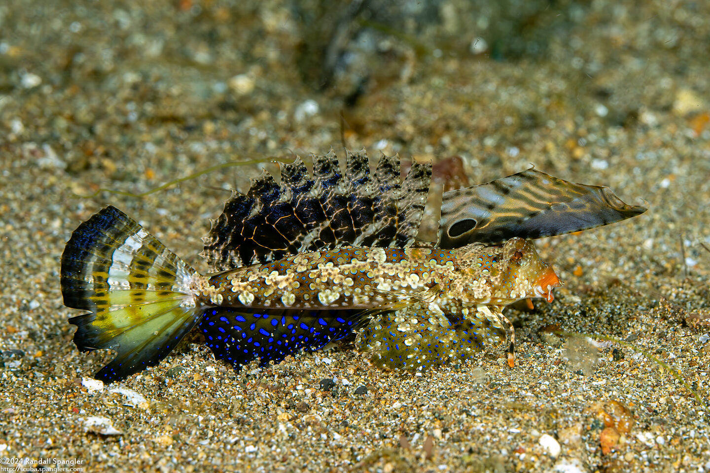 Dactylopus kuiteri (Orange & Black Dragonet)