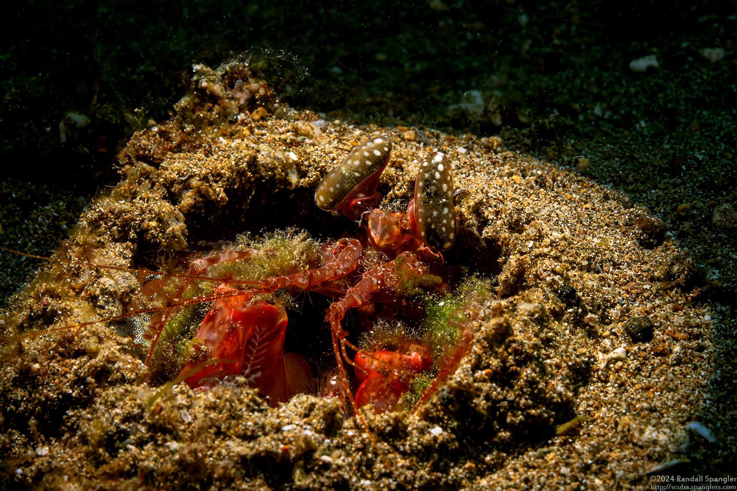 Lysiosquilla lisa (Lisa's Mantis Shrimp)