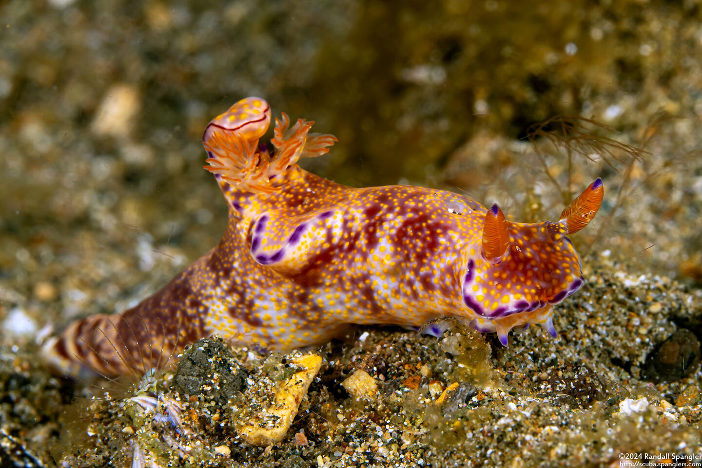 Ceratosoma tenue (Many-Lobed Ceratosoma)