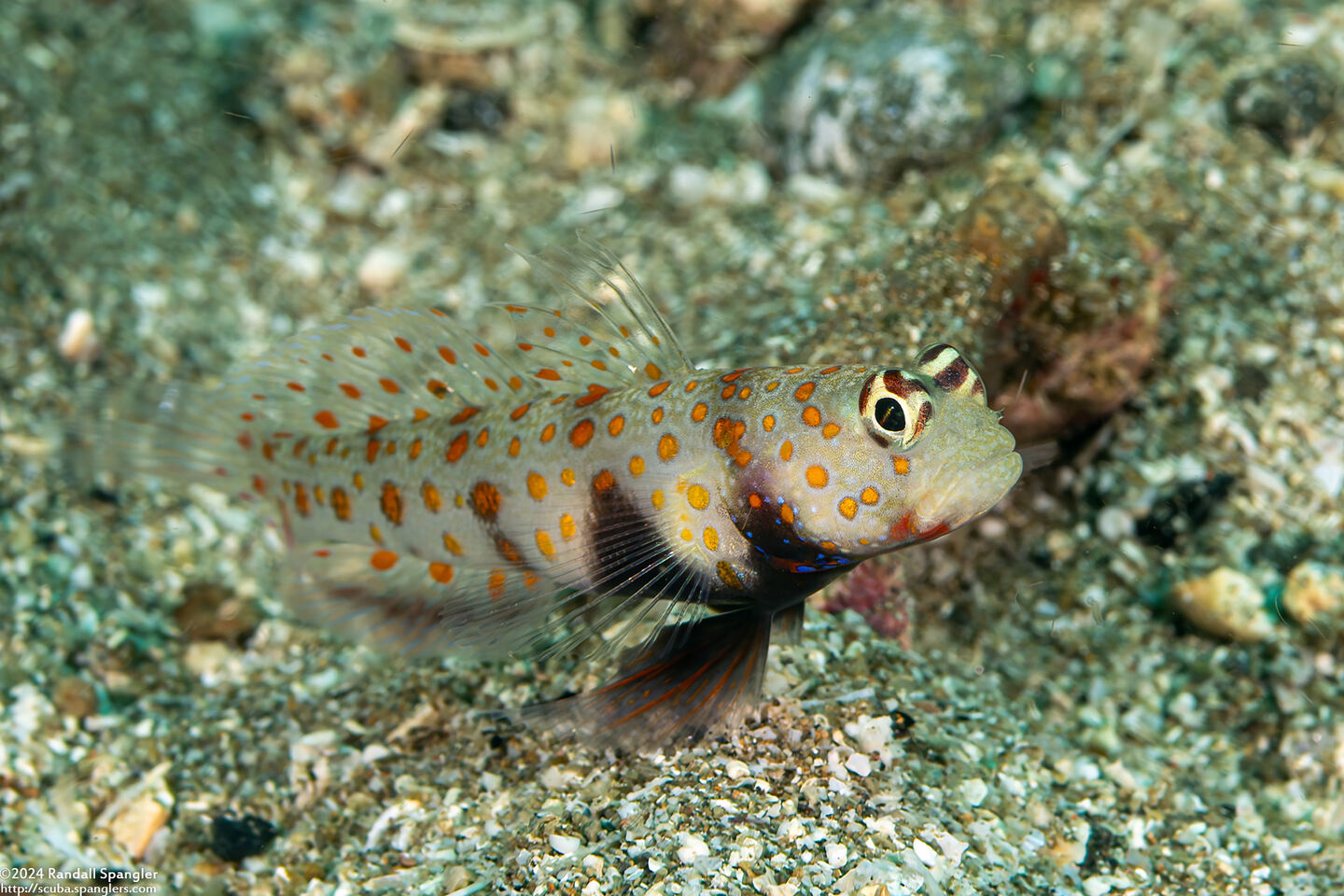Amblyeleotris guttata (Spotted Shrimpgoby)