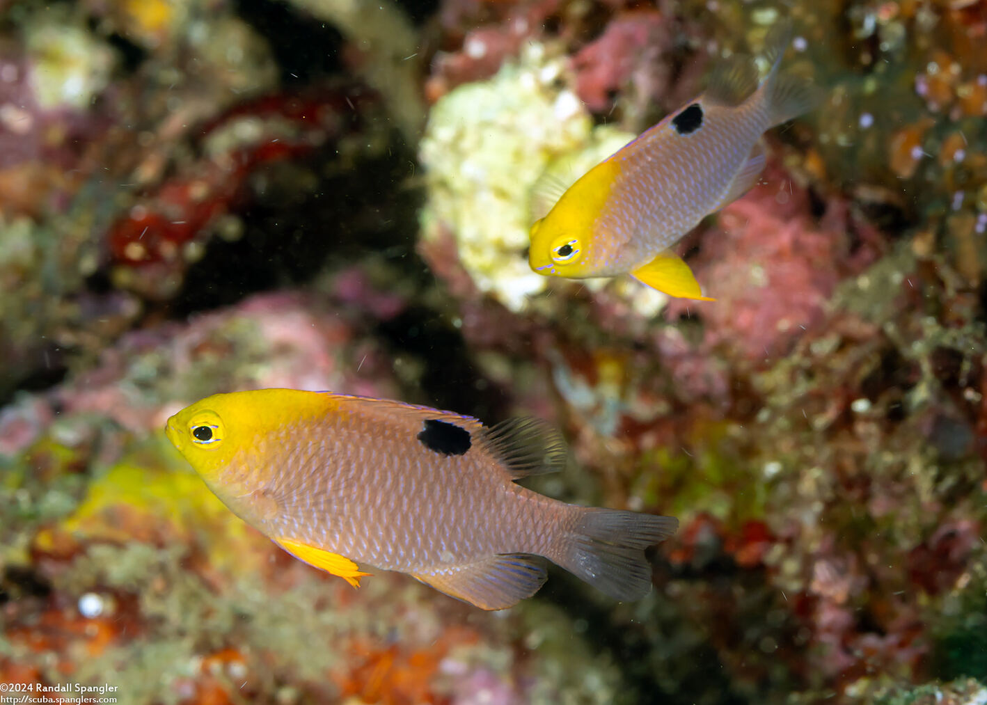 Chrysiptera talboti (Talbot's Damsel)