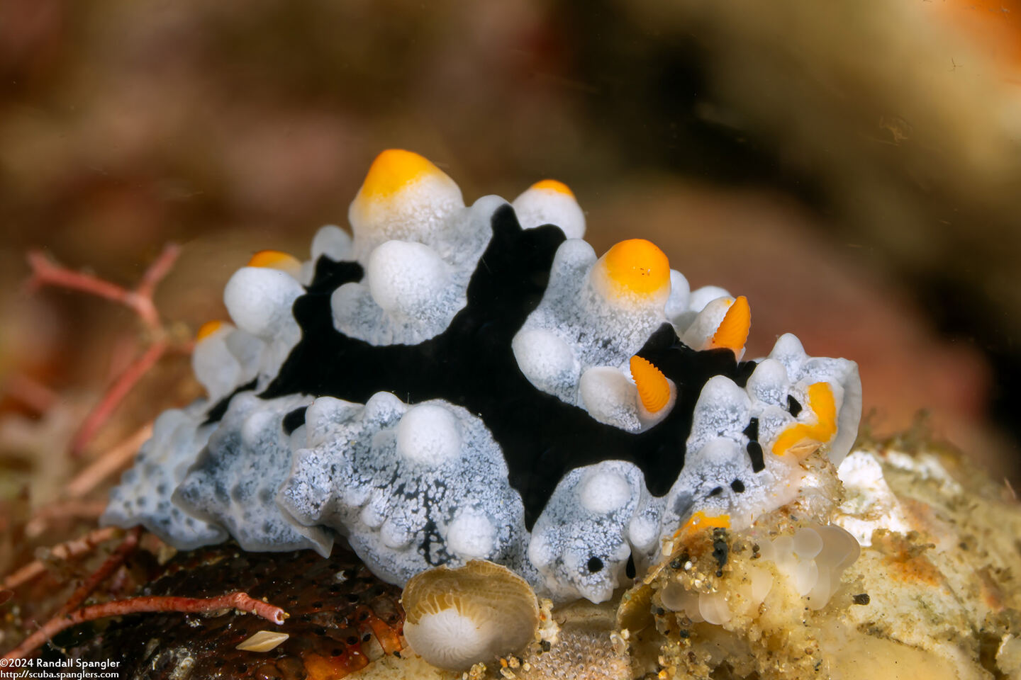 Phyllidia exquisita (Exquisite Phyllidia)