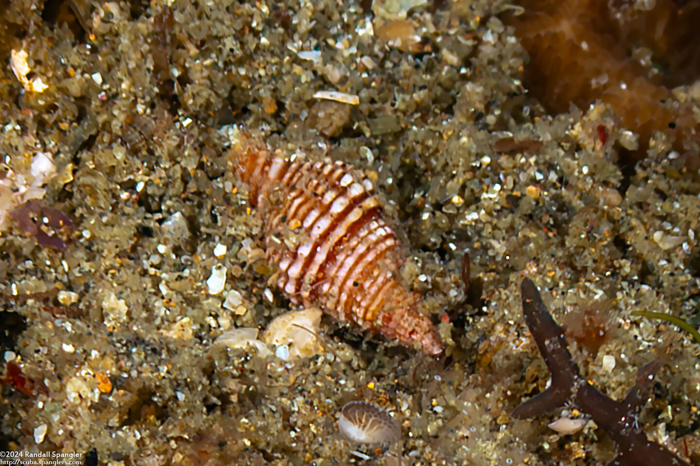 Vexillum crocatum (Saffron Mitre)