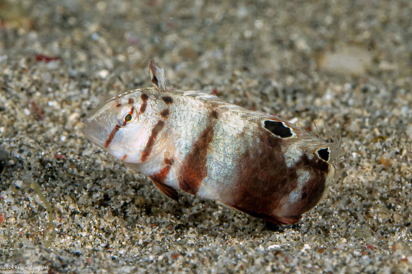 Iniistius aneitensis (Whitepatch Razorfish)