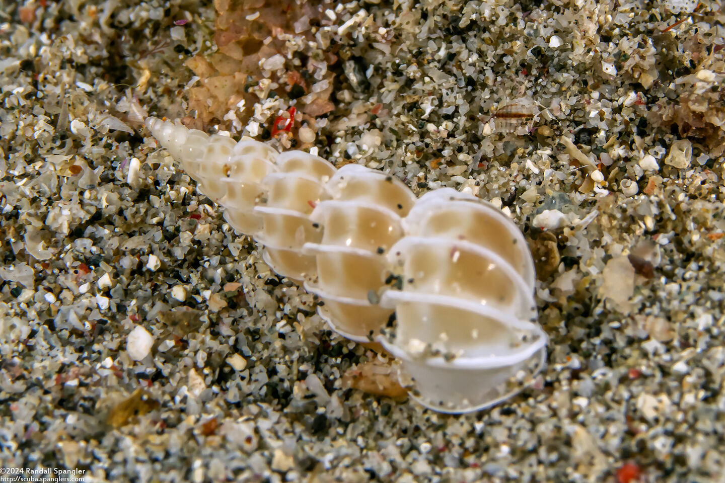 Epitonium aureomaculatum (Golden-Spotted Wentletrap)