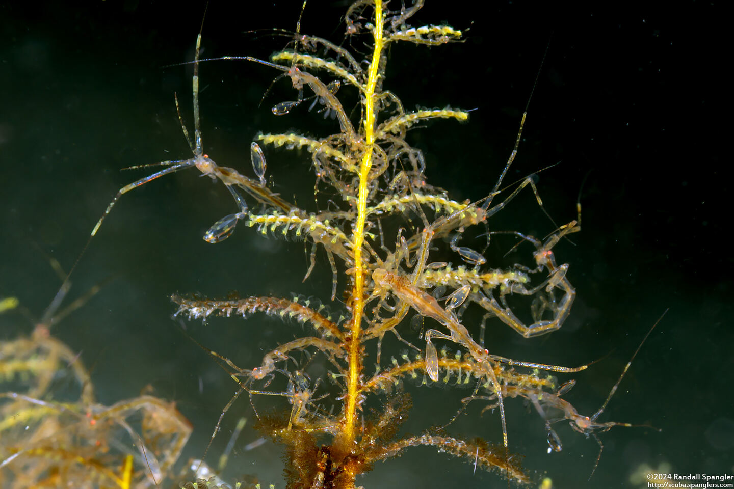 Caprella sp.1 (Skeleton Shrimp)