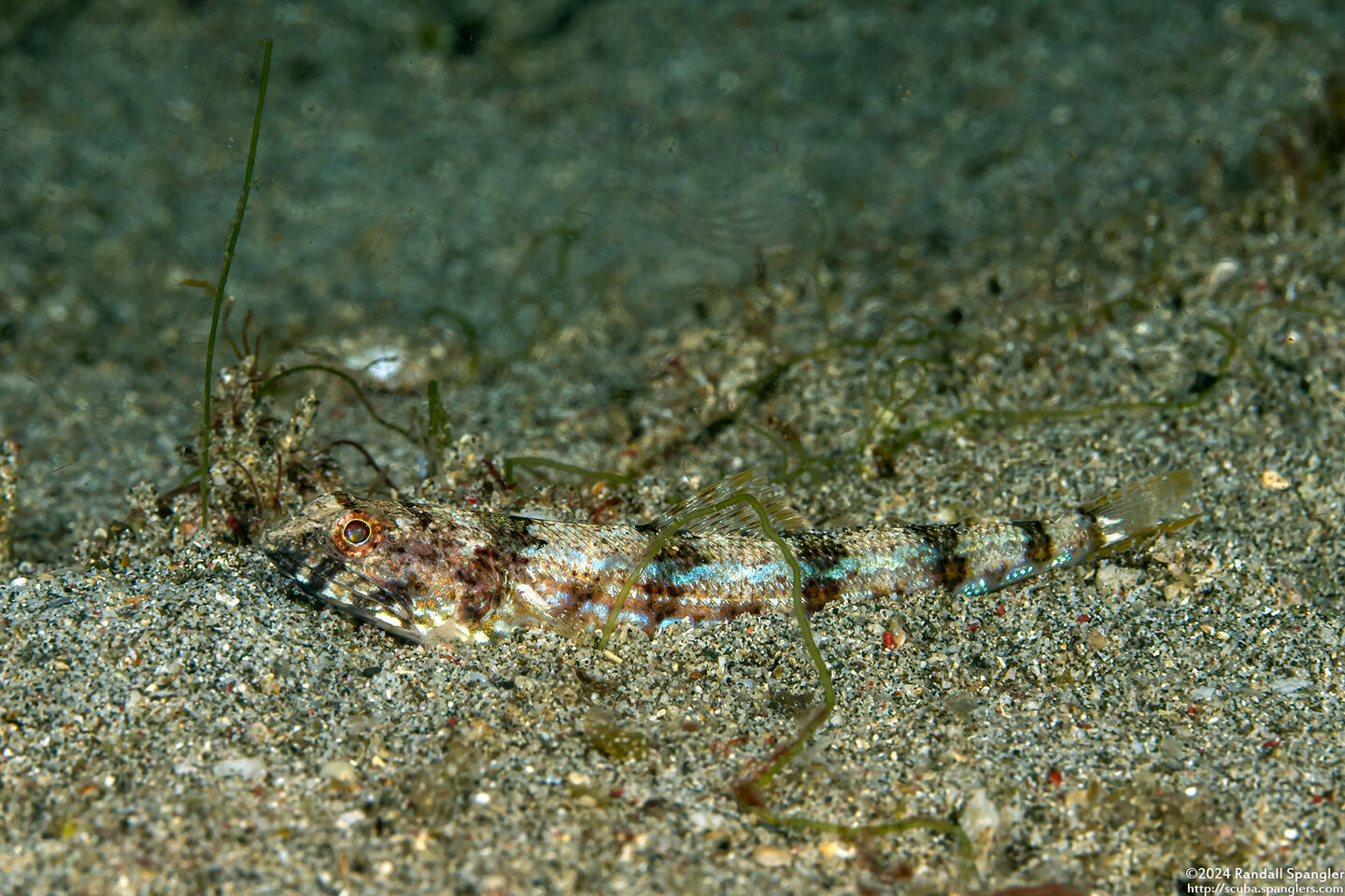 Synodus dermatogenys (Clearfin Lizardfish)