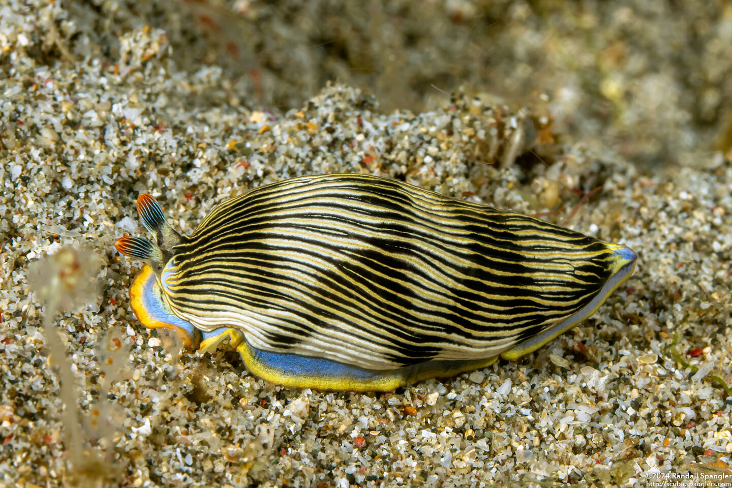 Armina semperi (Semper's Armina)