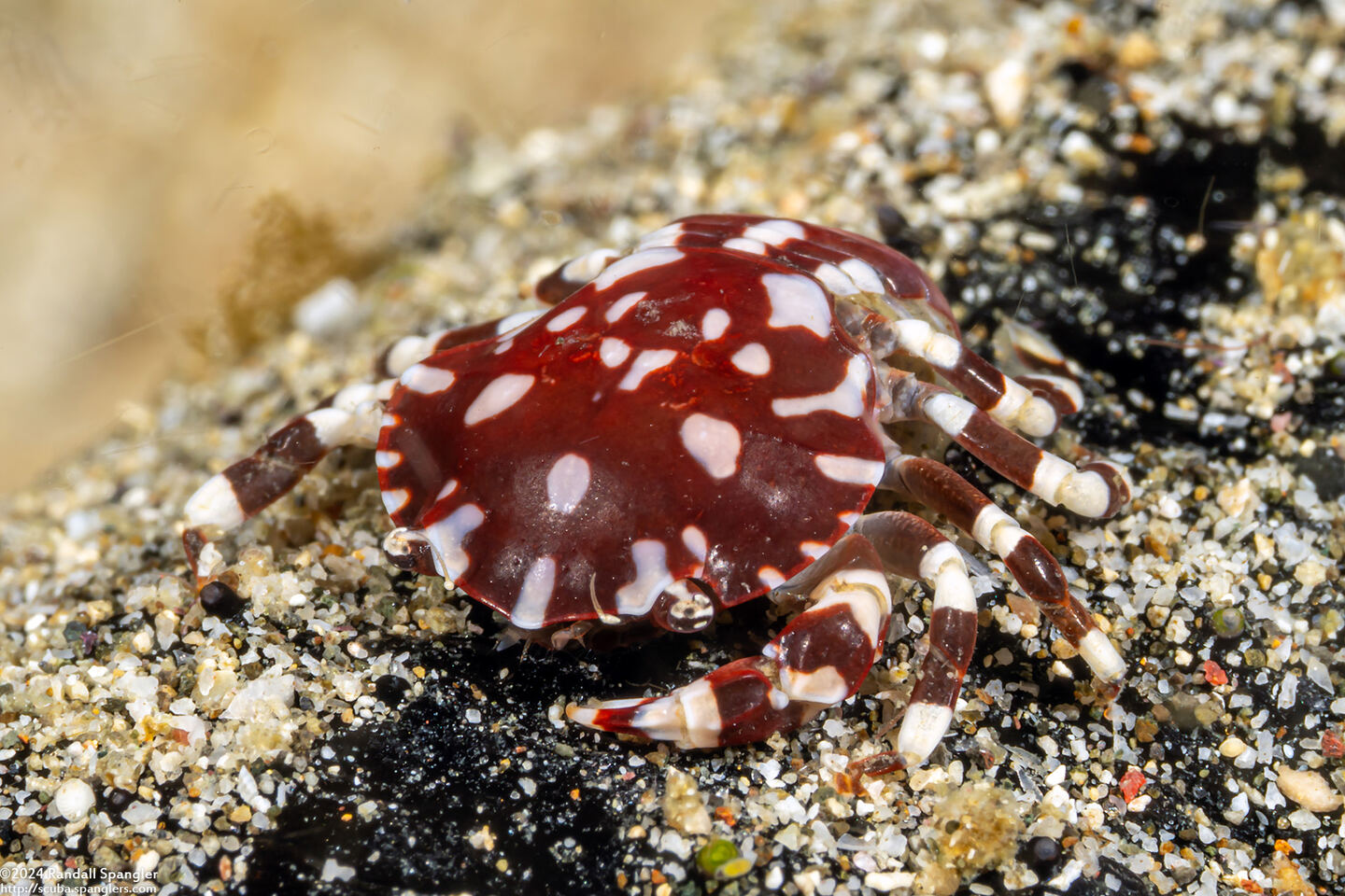 Lissocarcinus orbicularis (Sea Cucumber Crab)