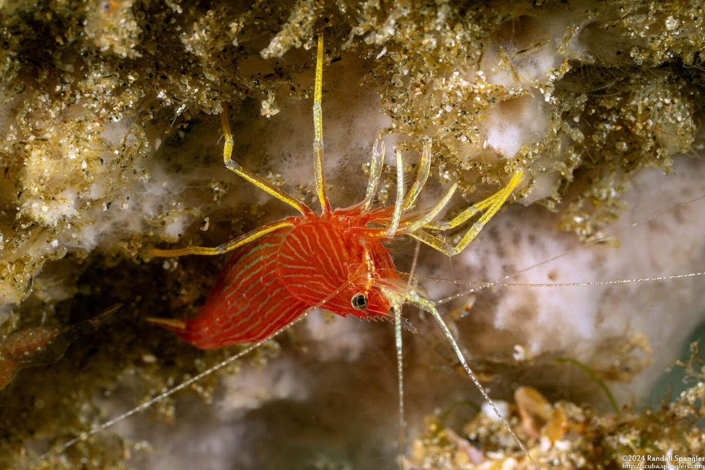 Lysmatella prima (Red-Striped Cleaner Shrimp)