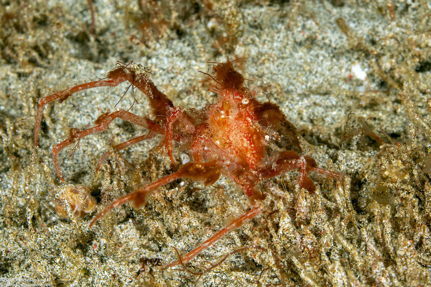 Epialtidae sp.1 (Reddish Spider Crab)
