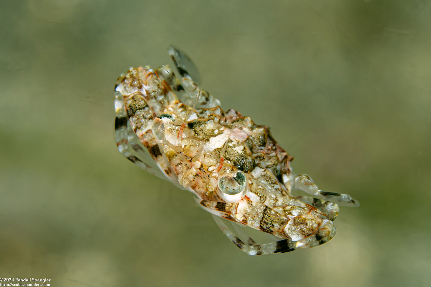 Xiphonectes macrophthalmus (Spiny Swimming Crab)