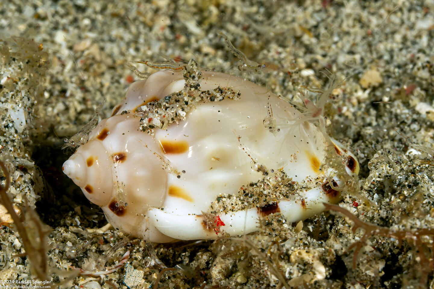 Casmaria erinaceus (Common Bonnet)