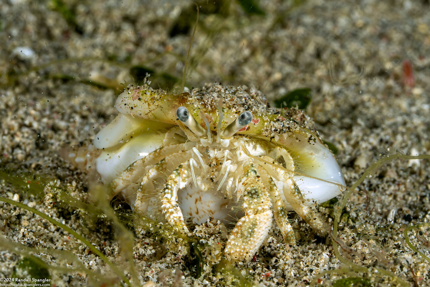 Dardanus woodmasoni (Woodmason's Hermit Crab)