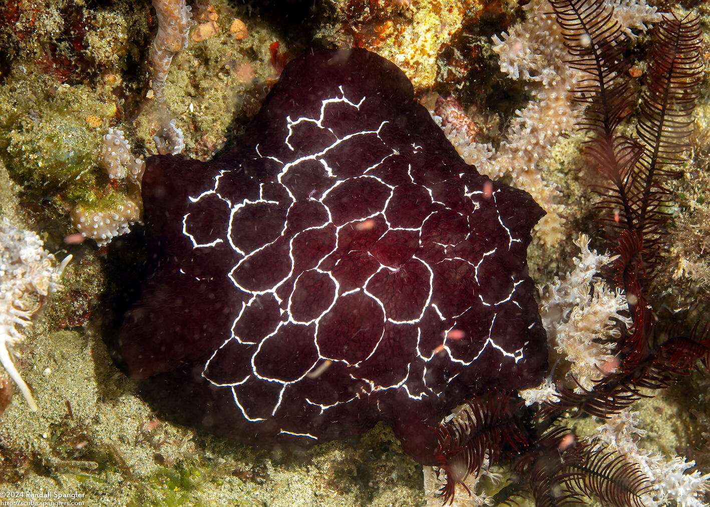 Pleurobranchus forskalii (Forsskal's Pleurobranch)