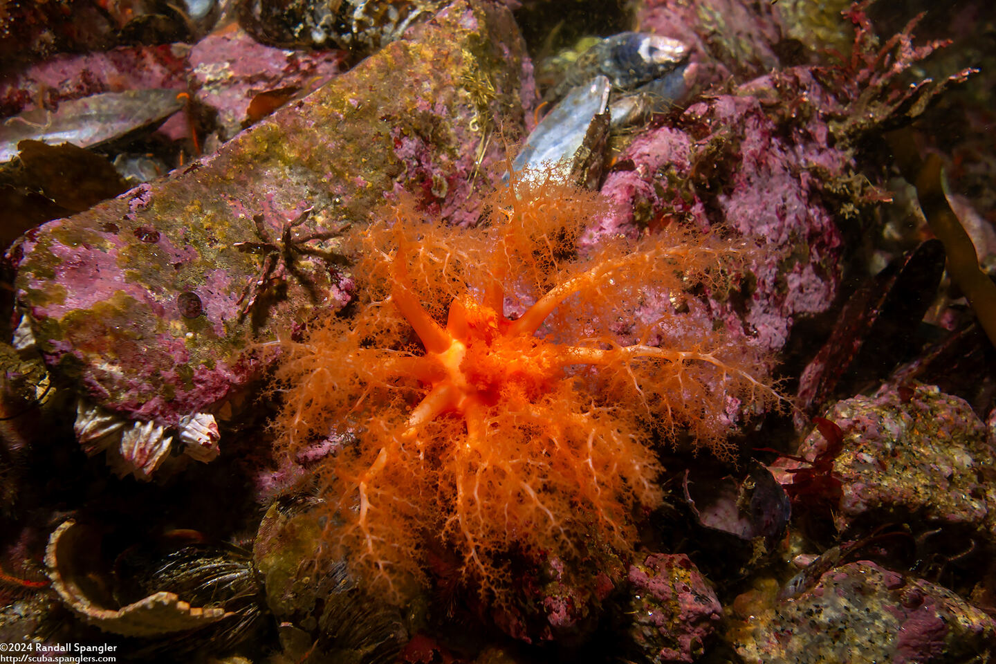 Cucumaria miniata (Orange Sea Cucumber)