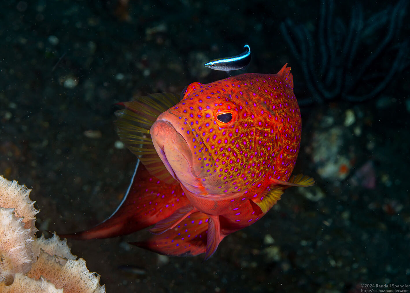 Labroides dimidiatus (Bluestreak Cleaner Wrasse)