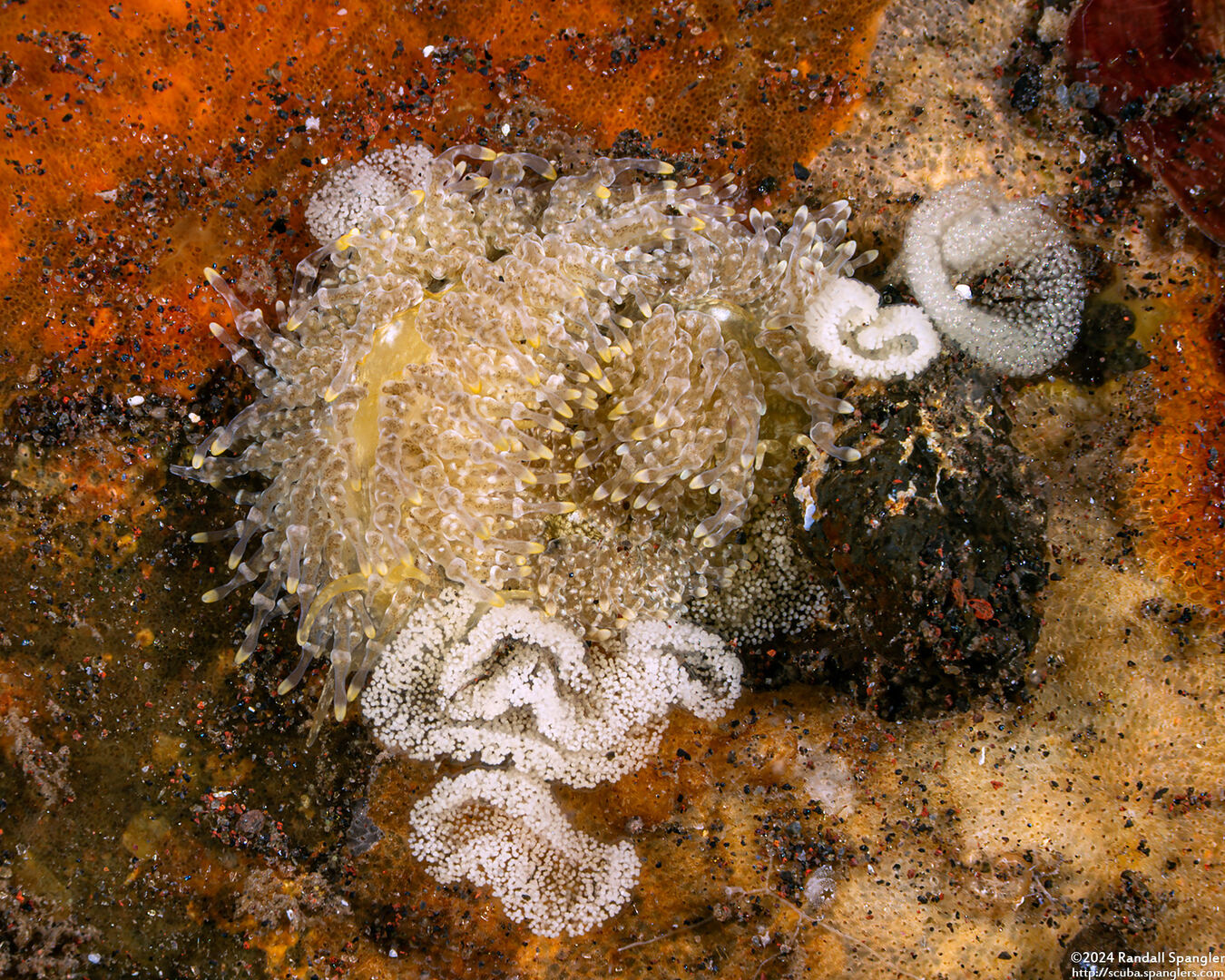 Tenellia lugubris (Mournful Phestilla)