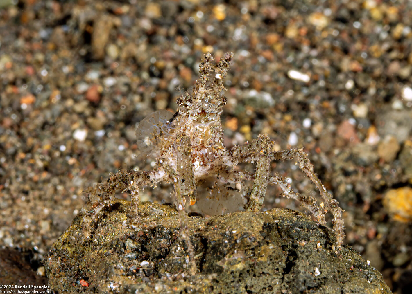 Hyastenus bispinosus (Hydroid Decorator Crab)